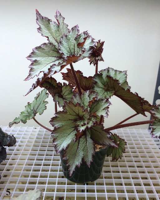 B. ‘Cook’s Swirl’
